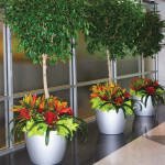 Euro Cylinder Planters