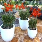 Valencia Planters